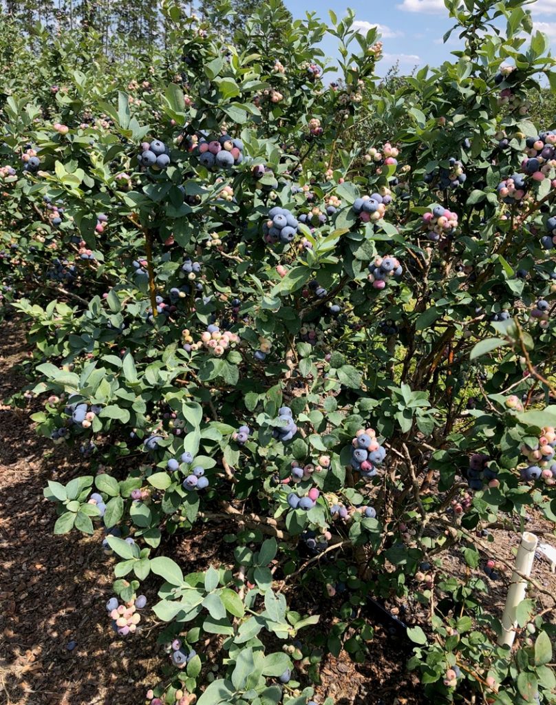 blueberry-bush