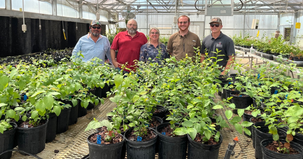
Georgia blueberry growers from Appling County, accompanied by UGA county agent Will Brown (far right), visited the blueberry breeding program at UGA-Tifton. Photo taken at the program's greenhouse on September 5, 2025.