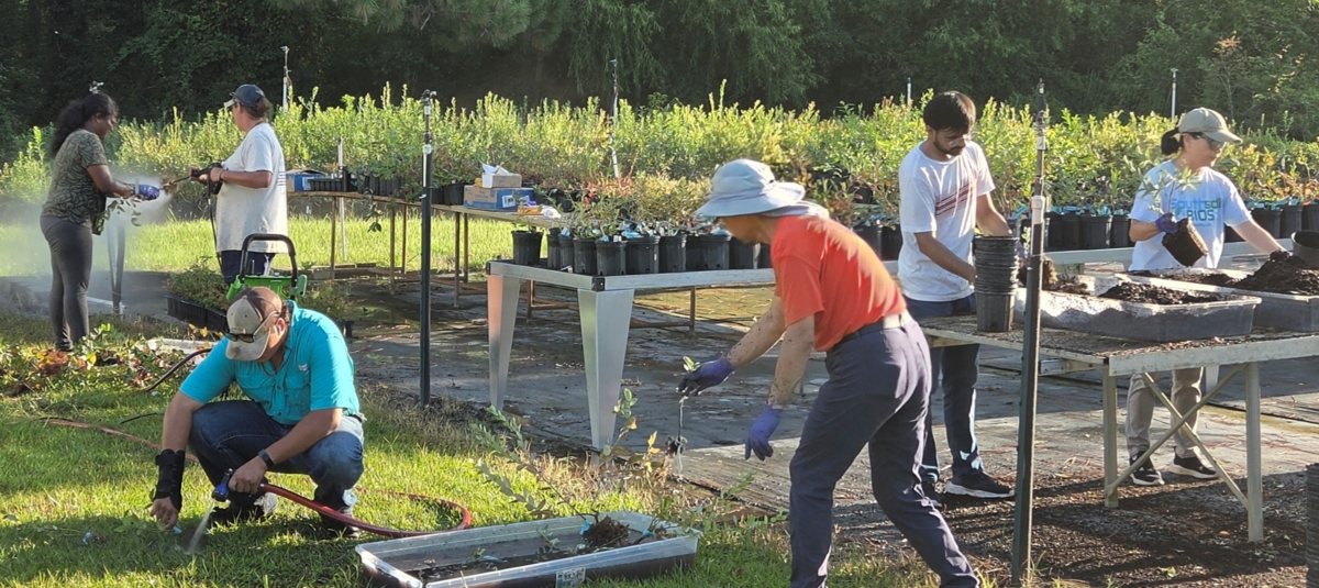 A group of people working at the nursery pad of a blueberry operation.