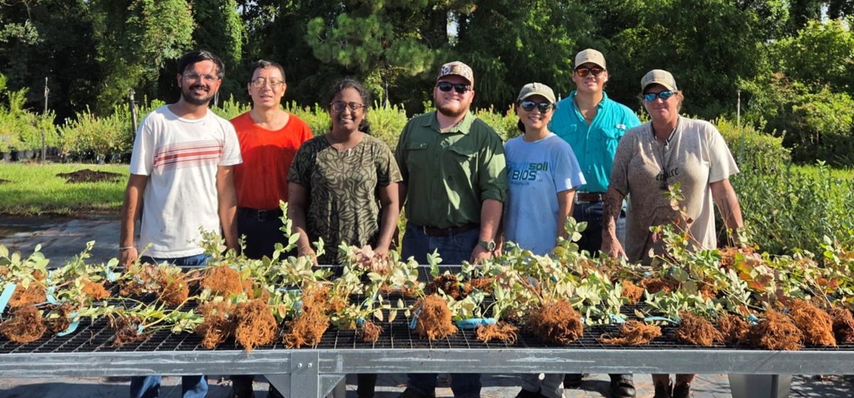 The members of the UGA blueberry team line up in behind a nursery pad.